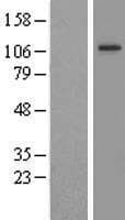 FIG4 Protein (Over-Expression Lysate Myc-DDK (Flag))