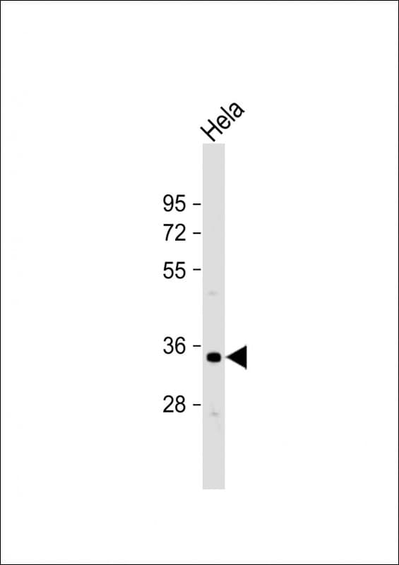 OR1B1 Antibody (Internal)