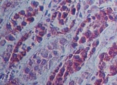 SAMHD1 Antibody (aa1-50)