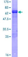 Human ARFIP2 / Arfaptin 2 Protein (Recombinant GST)
