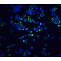 IHC-plus™ XBP1 Antibody