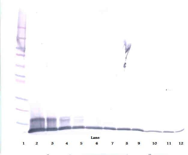 CCL20 / MIP-3-Alpha Antibody (Biotin)