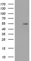 SNTA1 / Syntrophin Alpha 1 Antibody (clone OTI2D5)