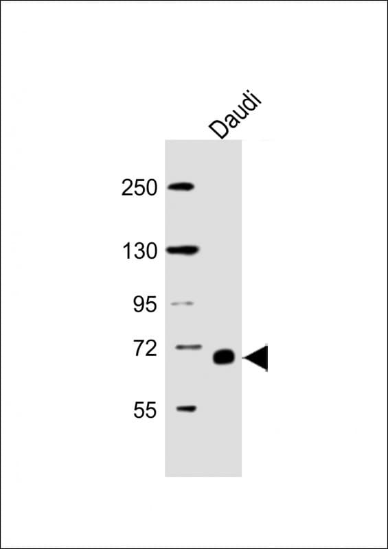 PathPlus™ RELB Antibody (clone 1684CT450.20.25)
