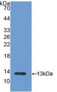 PIGR Antibody (aa19-120)