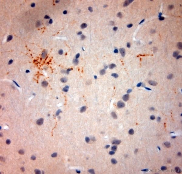 Polyclonal Rabbit anti-Rat SYNPO / Synaptopodin Antibody (aa890-930, IHC)