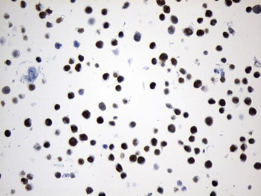 MCM2 Antibody (clone UMAB238, Carrier-free)