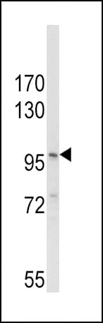NALP3 / NLRP3 Antibody (aa65-91)