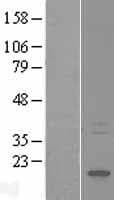HSPB3 Protein (Over-Expression Lysate Myc-DDK (Flag))