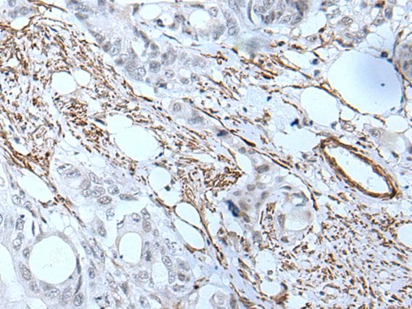 GJA5 / CX40 / Connexin 40 Antibody