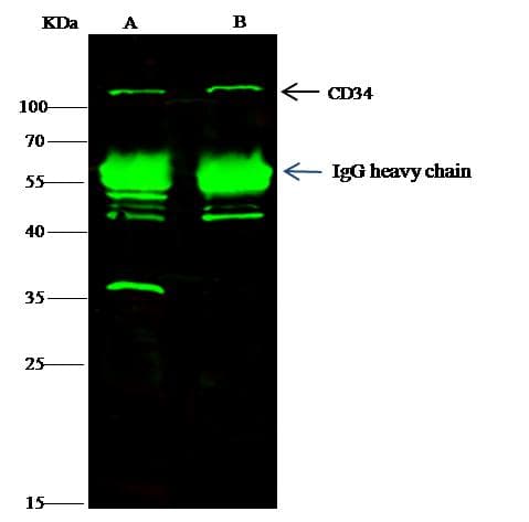 Monoclonal Rabbit anti-Mouse CD34 Antibody (clone 013, Preservative Free, IHC, IF, WB)