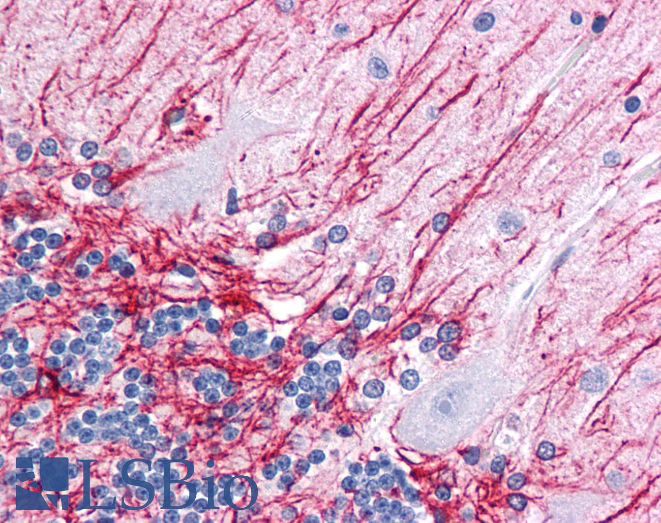 IHC-plus™ GFAP Antibody (clone GA-5)