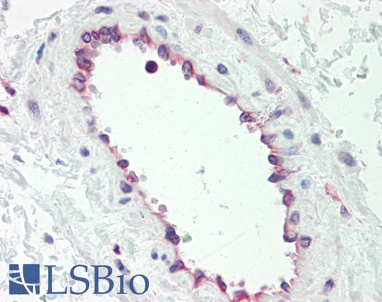 IHC-plus™ CLK4 Antibody (aa101-150)