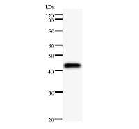 Monoclonal Mouse anti-Human AATF Antibody (clone AATF2B6, WB)