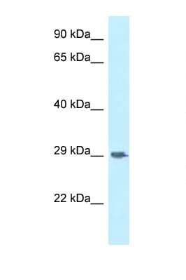 SIRPG Antibody (aa109-158)