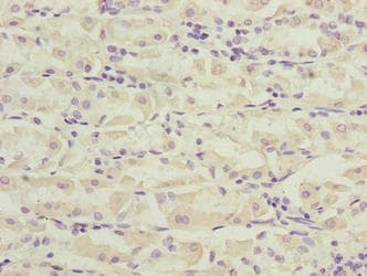 PILRB Antibody