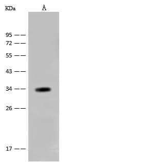 Polyclonal Rabbit anti-Mouse OTUB1 / OTU1 Antibody (Preservative Free, WB)