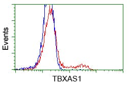 TS / Thromboxane Synthase Antibody (clone OTI1A12)