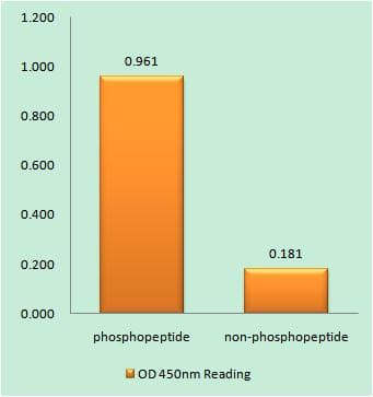 WEE1 Antibody (phospho-Ser53)