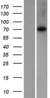 SLC7A2 Protein (Over-Expression Lysate Myc-DDK (Flag))