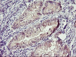 TMEFF2 Antibody (clone OTI1B4)