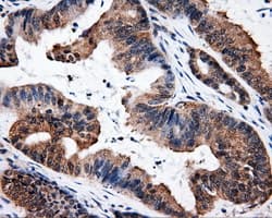 ELAVL1 / HUR Antibody (clone OTI14F4)