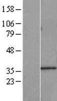 HnRNP A0 Protein (Over-Expression Lysate Myc-DDK (Flag))