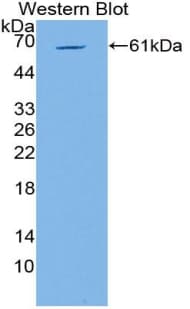 POU2F1 / OCT1 Antibody (aa128-391, Biotin)