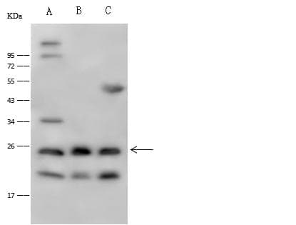 IL36A Antibody (Preservative Free)
