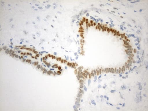 EZH2 Antibody (aa182-431, clone UMAB264, Carrier-free)