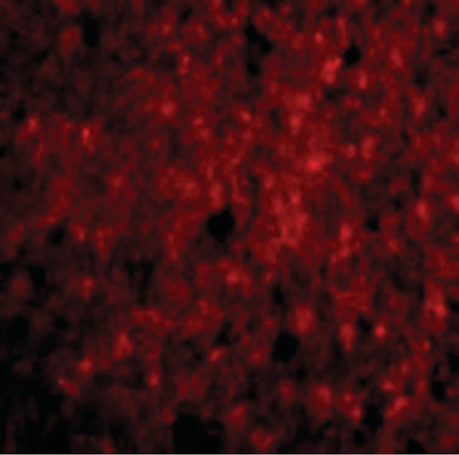 IHC-plus™ CDNF / ARMETL1 Antibody