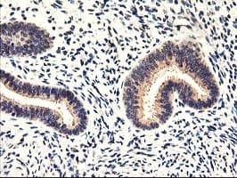 CYP2J2 Antibody (clone OTI3B4, Carrier-free)