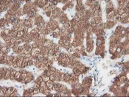 CYP2A6 Antibody (clone OTI2A8)