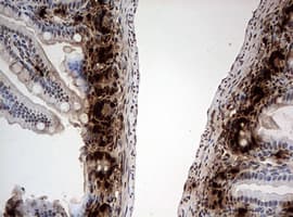 Monoclonal Mouse BrdU Antibody (clone 7H4, IHC, IF)