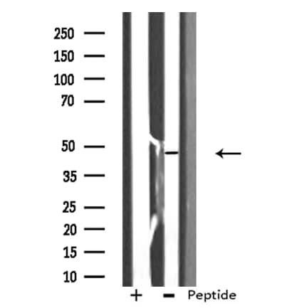 E2F2 Antibody
