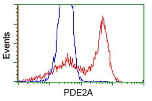 PDE2A Antibody (clone OTI4D10, Carrier-free)