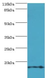 TMEM141 Antibody (aa1-108)