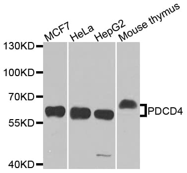 PDCD4 Antibody