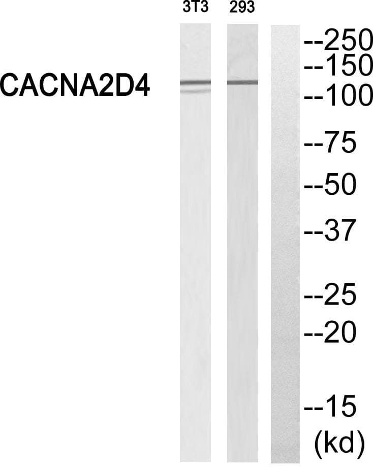 CACNA2D4 Antibody
