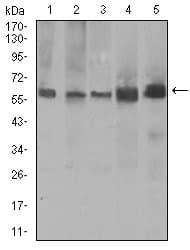 PDE1B Antibody (aa370-536, clone 10B10B12)
