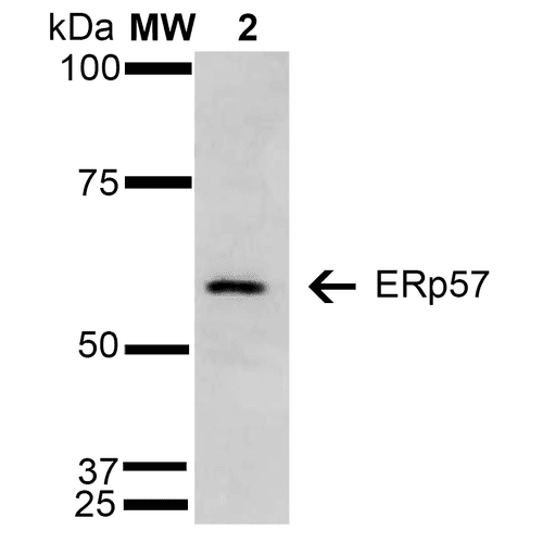 PDIA3 / ERp57 Antibody (clone 4F9, Biotin)