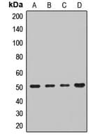 IFRD1 / TIS7 Antibody