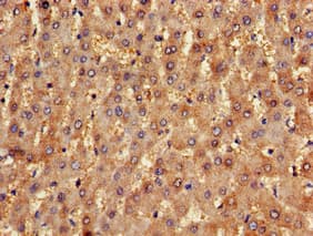 NLRX1 Antibody