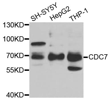 CDC7 Antibody