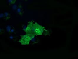 RAB37 Antibody (clone OTI3B2)