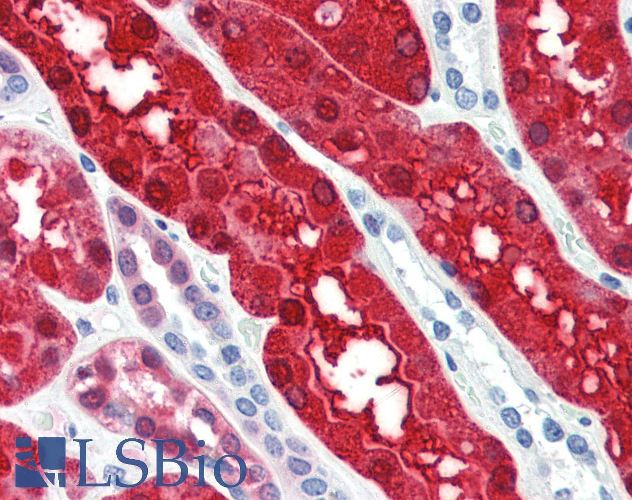 IHC-plus™ BHMT Antibody (aa391-402)