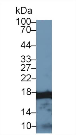 HIST2H3A Antibody (aa1-136, Biotin)