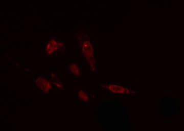 CHML Antibody