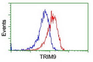 Monoclonal Mouse anti-Human SPRING / TRIM9 Antibody (clone OTI2A1, WB)