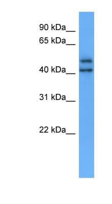 Polyclonal Rabbit anti-Human Encephalopsin / OPN3 Antibody (C-Terminus, WB)